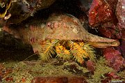 Crustaces - Crustaceans